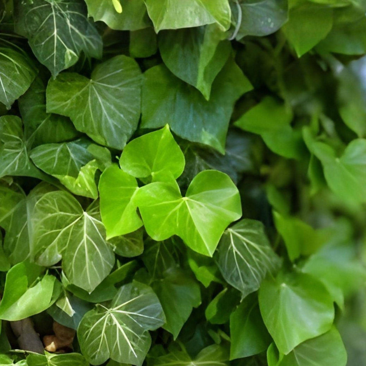 Heirloom English Ivy Cuttings, 20 Unrooted Clippings, Hedera helix, Evergreen Climbing Vine for Indoor & Outdoor Gardens