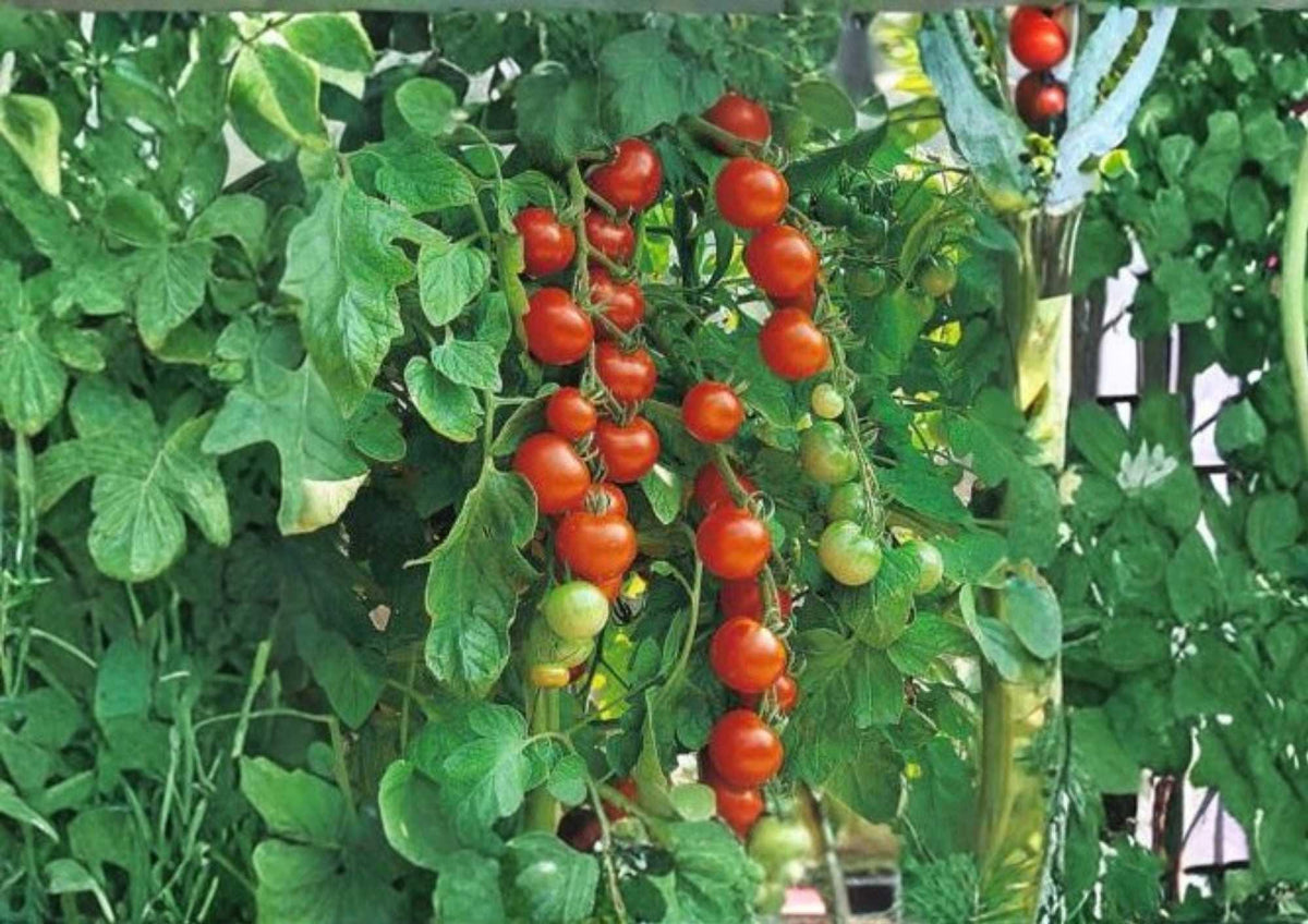 Waterfall Tomato Seeds, Heirloom Cherry, Trailing, High Yield, Cascading Vine, Solanum lycopersicum