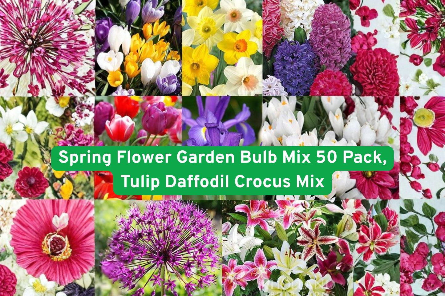 Spring Flower Bulb Mix 50 Pack – Tulip, Daffodil, Crocus, Iris, Lily, Allium, Gladiolus, Freesia, Hyacinth, Perennial Garden Bulbs