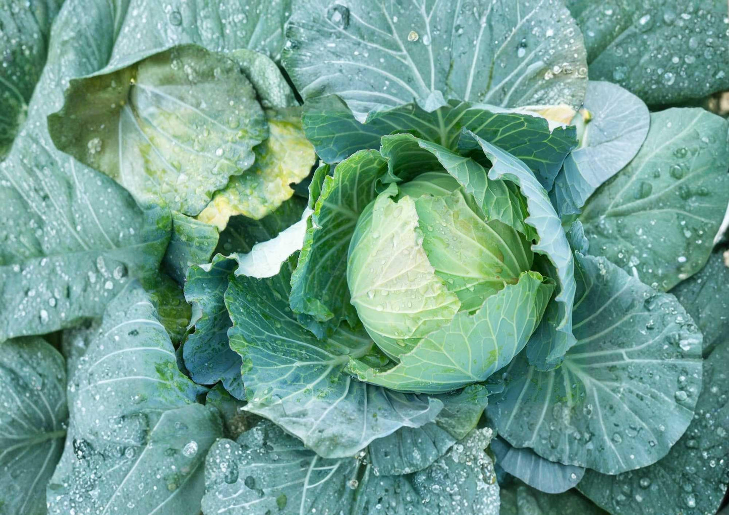 Danish Ballhead Cabbage Seeds – Heirloom Non-GMO Vegetable Seeds for Storage, Cold-Hardy, Large Dense Heads