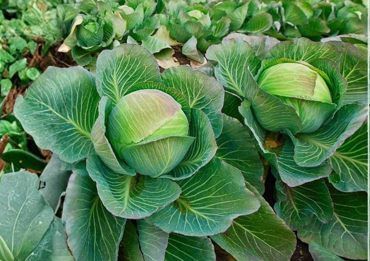 Copenhagen Market Cabbage Seeds Heirloom Non-GMO Vegetable Seeds for Garden Planting, Early Round Green Heads