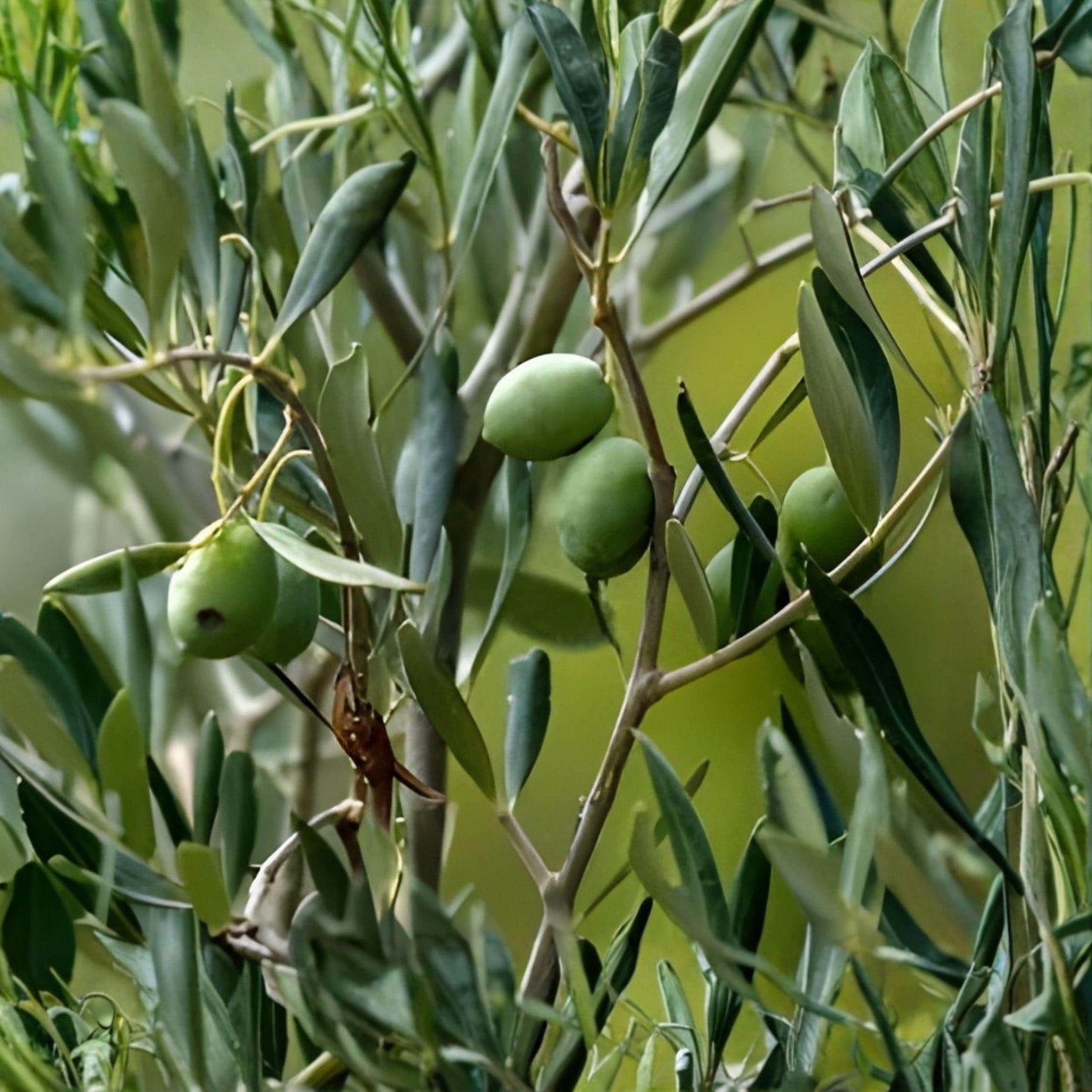 Arbequina Olive Tree Starter Plant 5-8 Inches, Rooted, Compact, Edible Fruit, Olea europaea