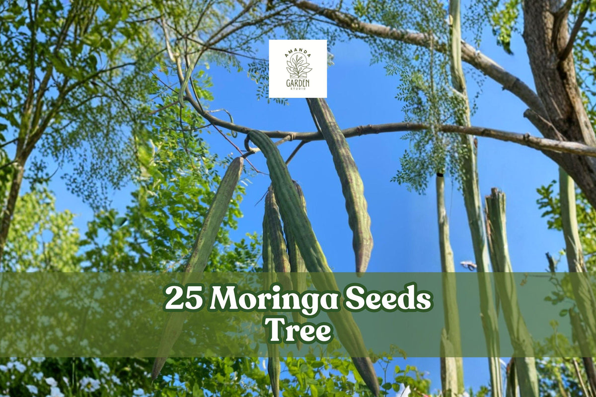 25 Moringa oleifera Seeds - Tree of Life, Edible Leaves & Pods, Fast-Growing Tropical Plant for Garden or Container Cultivation