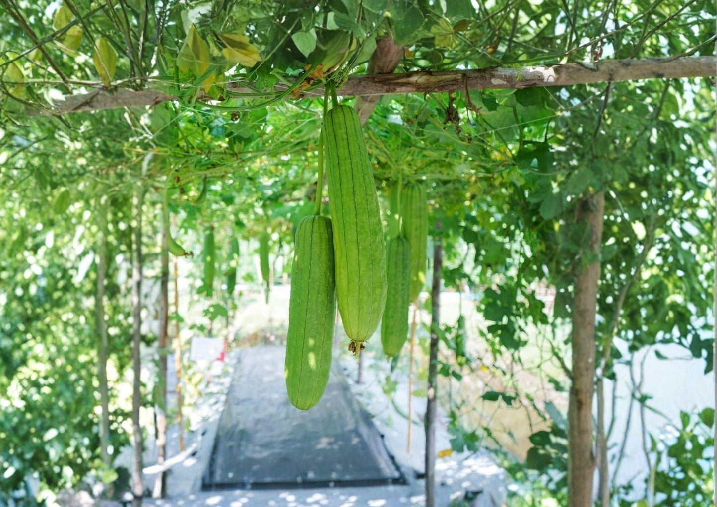 Luffa Gourd Seeds, 12 L, Loofah Sponge, Heirloom Vegetable Seeds, Climbing Vine for Natural Dishcloth Sponges