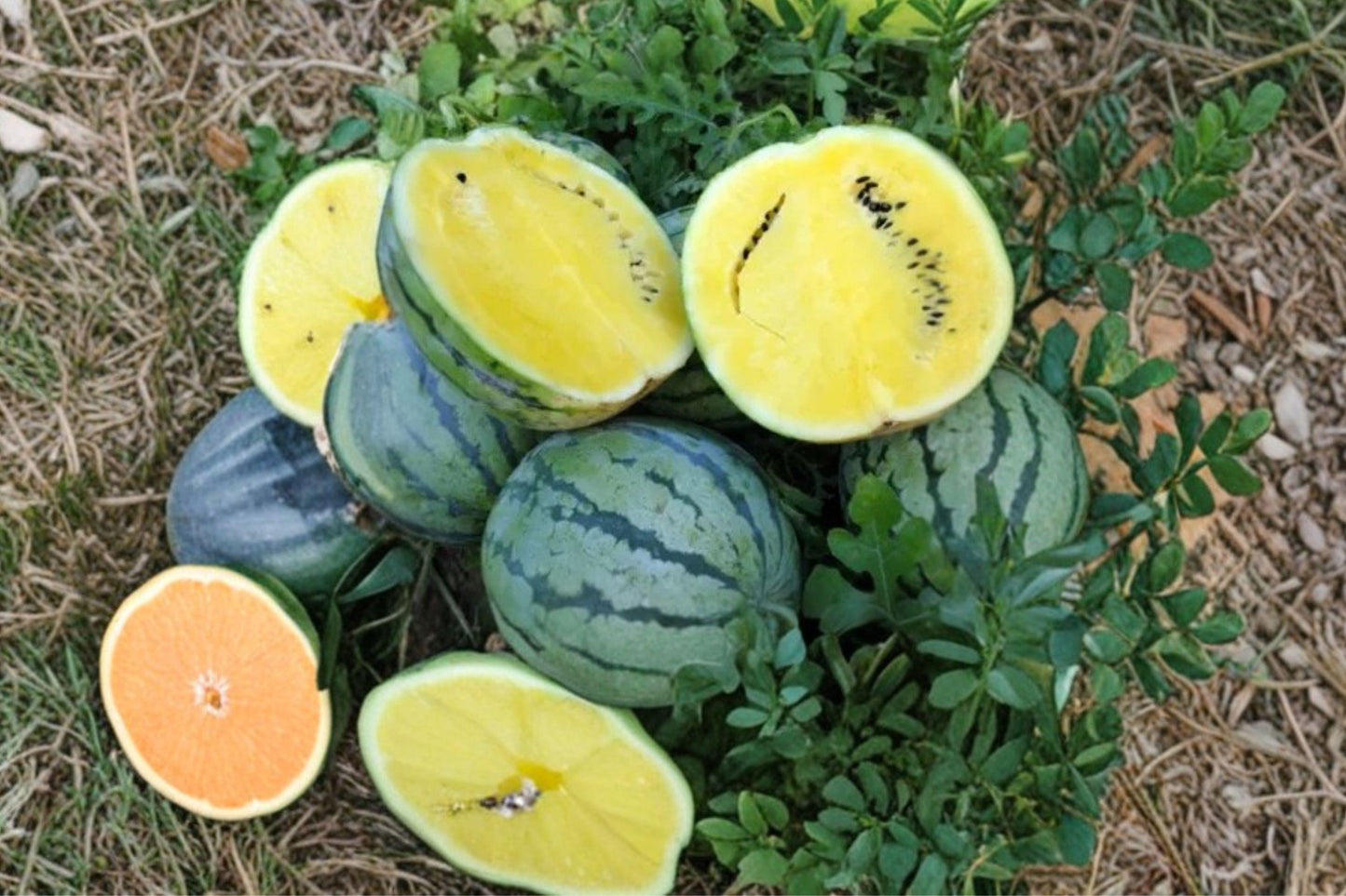 Mountain Sweet Watermelon Seeds, Orange Flesh Heirloom, Non-GMO, High Yield, Garden Planting, Juicy Melons