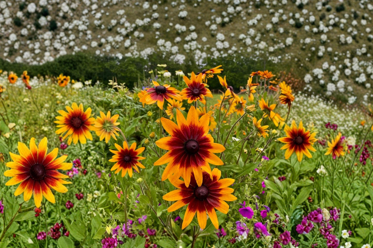 Gloriosa Daisy Seeds Pack of 500+ Heirloom Yellow Red Blooms Non-GMO Garden Seeds for Borders and Wildflower Gardens