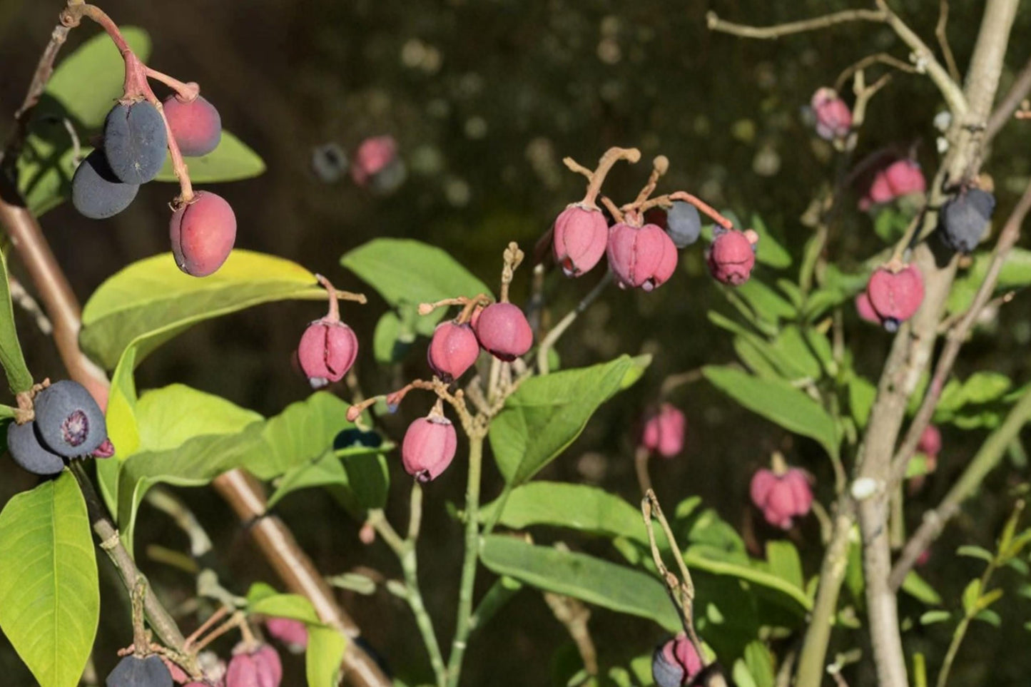 Indian Plum Seeds – Oemleria cerasiformis, Native Deciduous Shrub for Woodland Gardens, Early Spring Flowers & Dark Purple Fruit