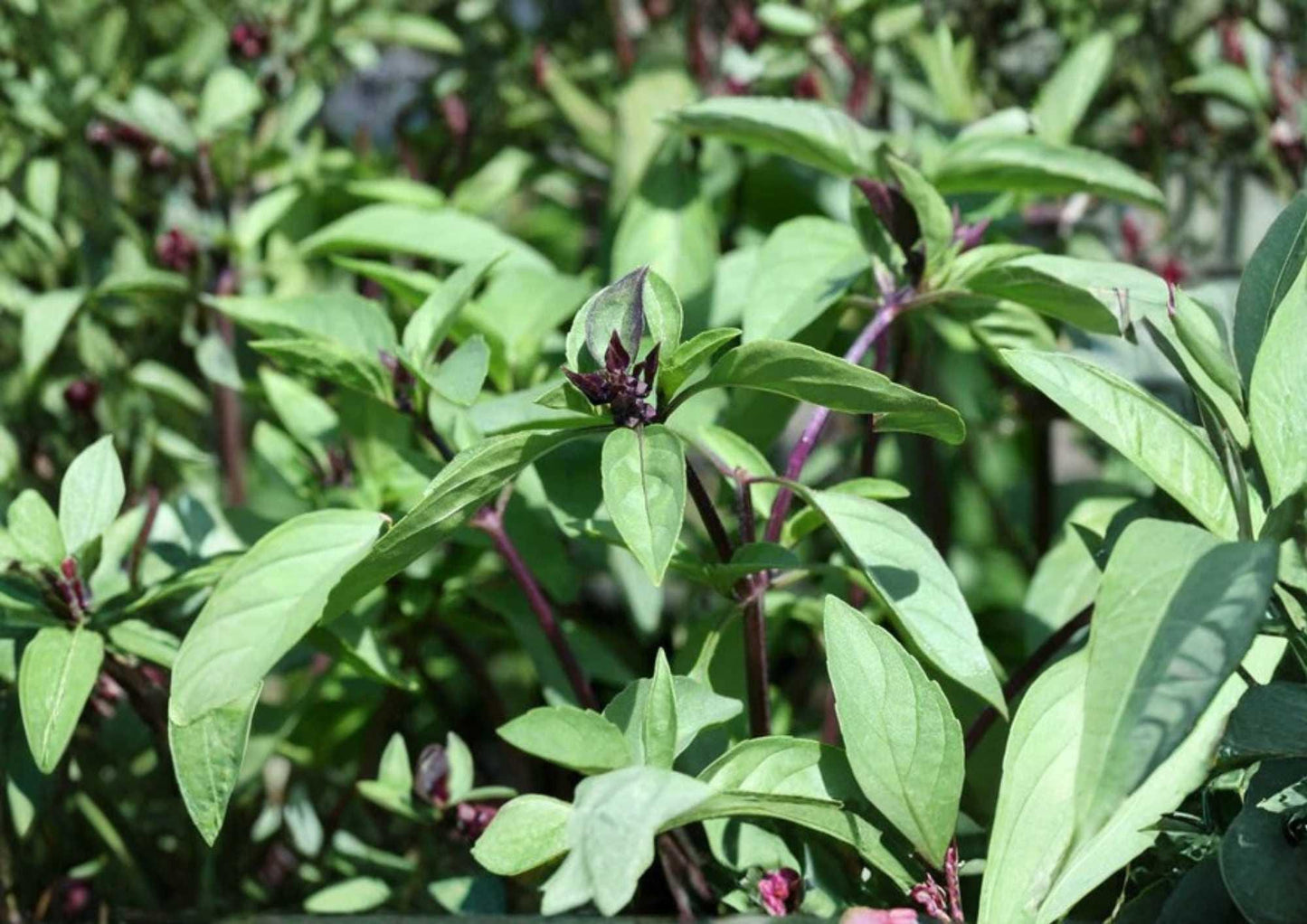 600+ Cinnamon Basil Seeds – Heirloom Herb Seeds for Culinary, Tea, Pollinator Garden, Ocimum basilicum