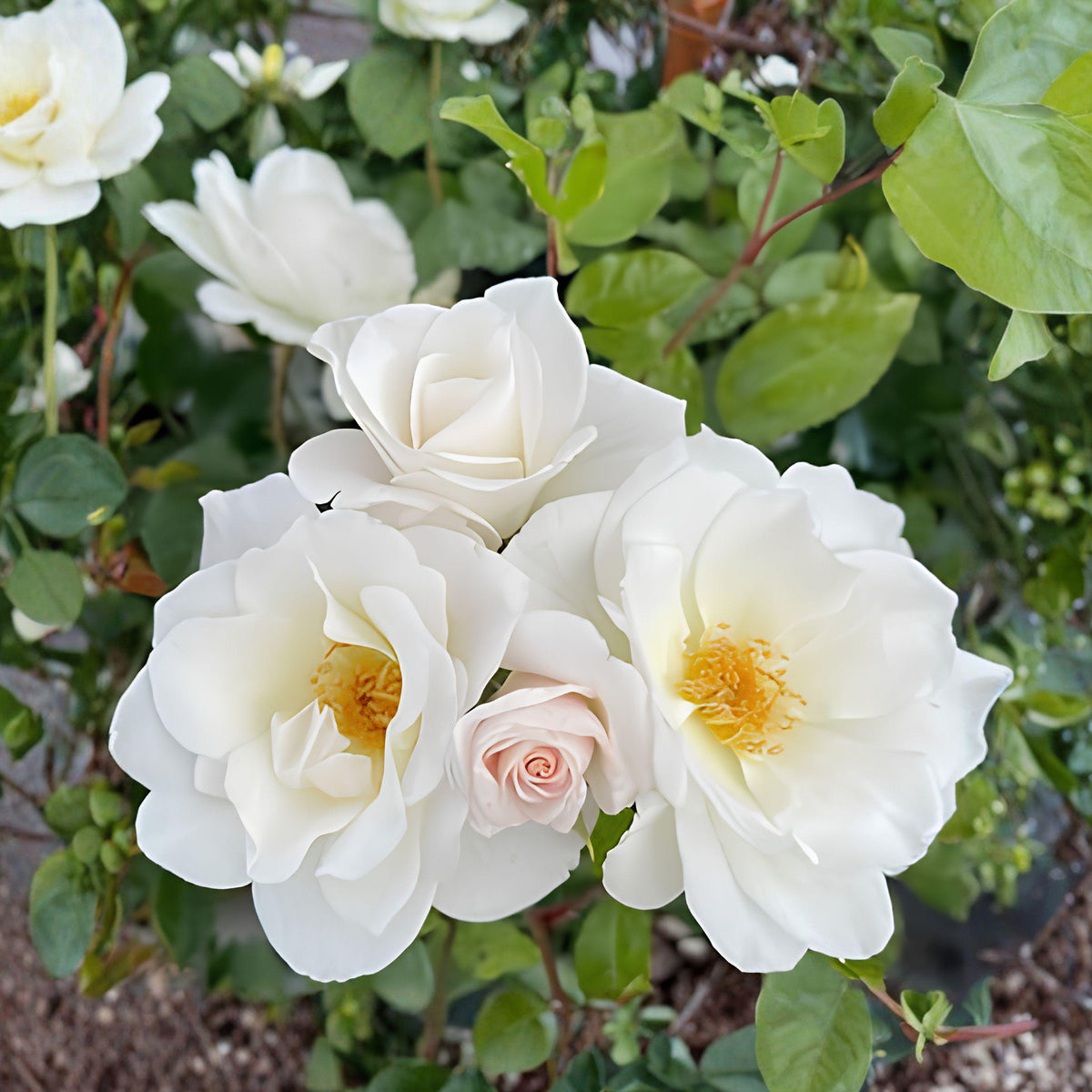 White Climbing Rose Plant Bare Root 1–2 ft Fragrant Flowering Vine for Garden Fences Trellises Rosa alba