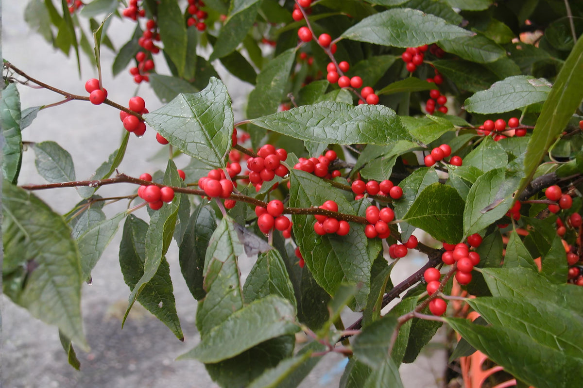Winterberry Holly Seeds (25) | Ilex verticillata Native Deciduous Shrub for Winter Color & Wildlife Gardens