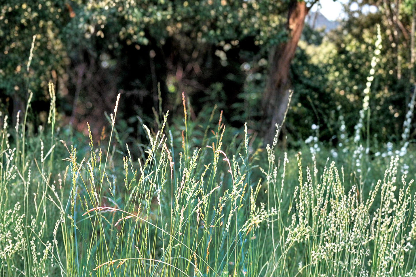 Tall Fescue Grass Seeds – Festuca arundinacea – Durable Cool-Season Perennial Turf & Pasture Seed