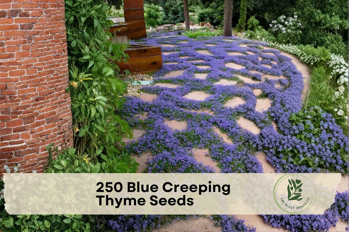 250+ Creeping Thyme Seeds - Low-Growing Ground Cover Herb for Pathways & Rock Gardens, Thymus serpyllum