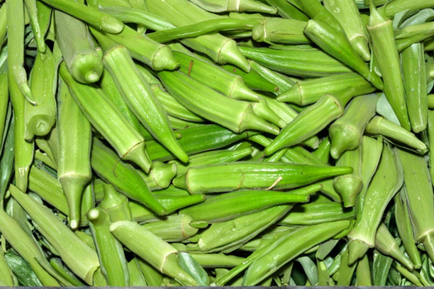Louisiana Longhorn Okra Seeds - Heirloom, High Yield, Tender Pods, Summer Garden Vegetable, Cowhorn Okra, Heat Tolerant