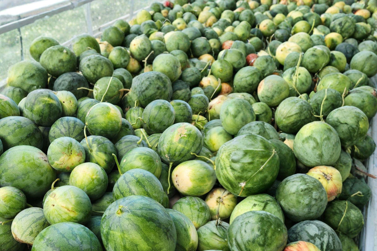 Golden Honey Watermelon Seeds – Heirloom Non-GMO Yellow Flesh Summer Melon for High Yield Garden Growth