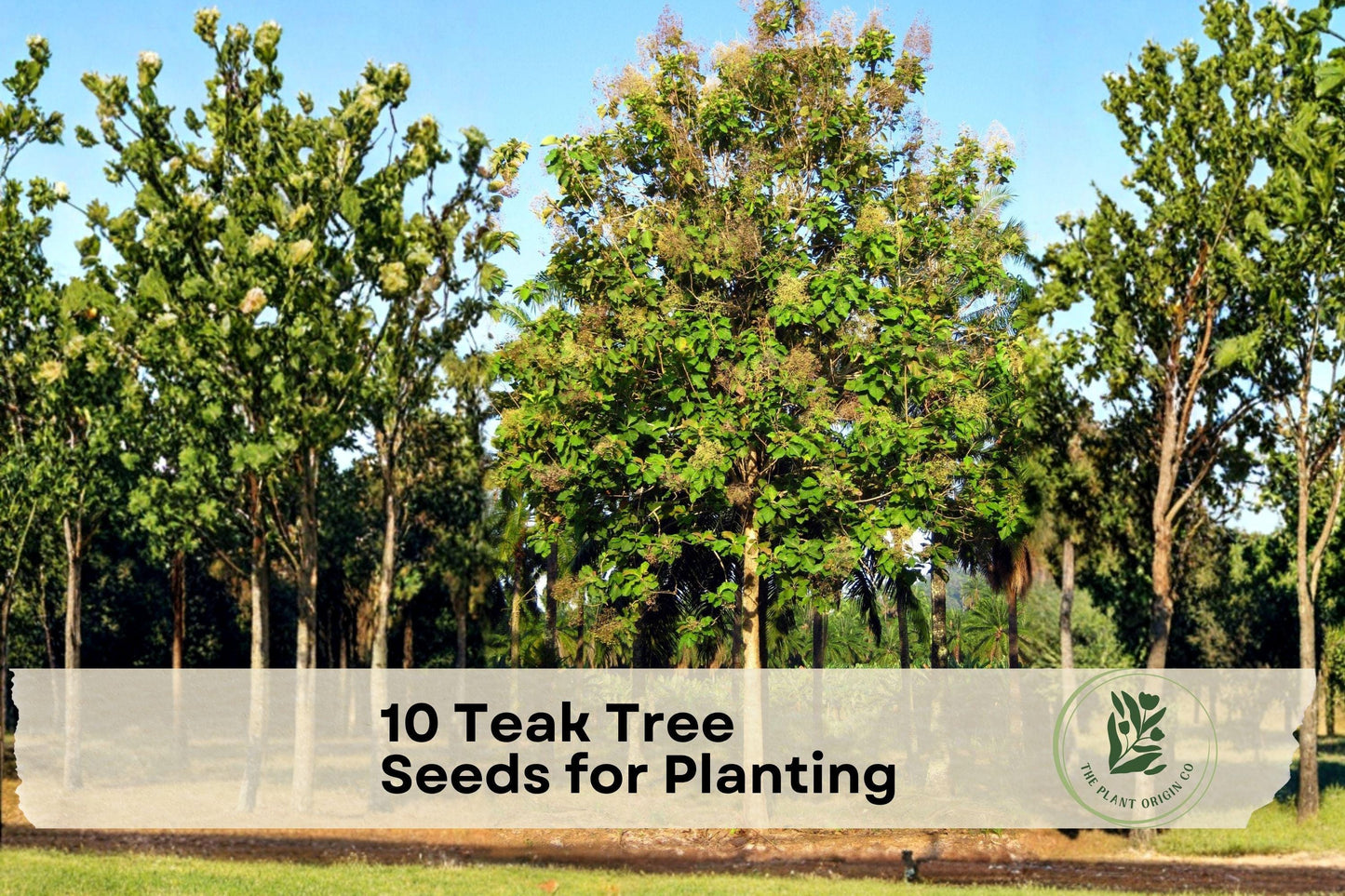 10 Teak Tree Seeds for Planting – Tectona grandis Tropical Hardwood Tree Seeds for Outdoor Gardening