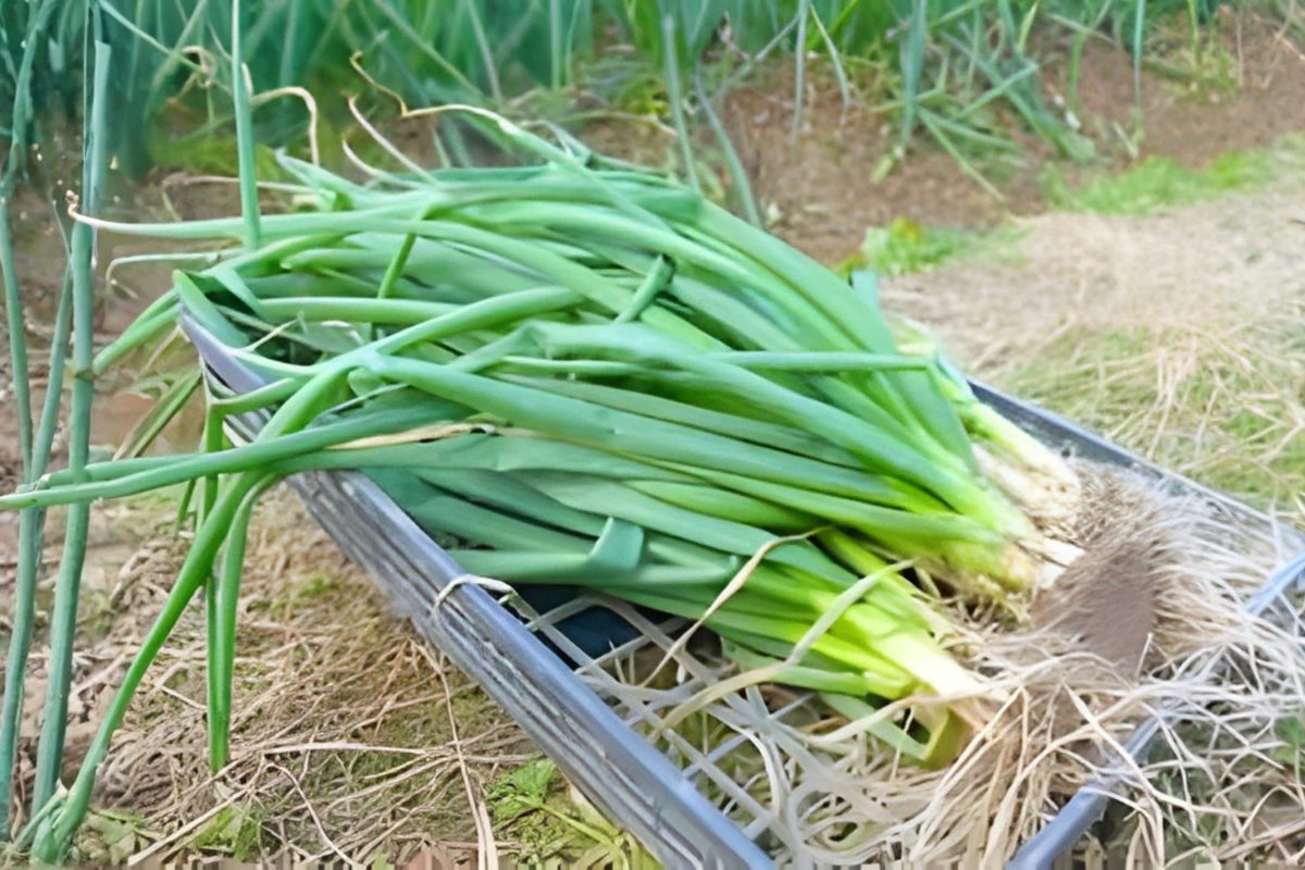 Nebuka Bunching Onion Seeds (Allium fistulosum) – Evergreen White Non-Bulbing Green Onion for Continuous Harvest