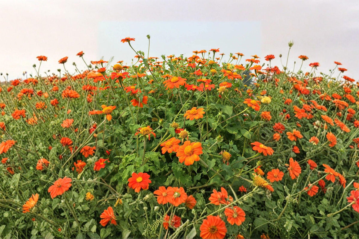 Mexican Torch Sunflower Seeds | Bright Orange Blooms | Pollinator Friendly | Tithonia rotundifolia
