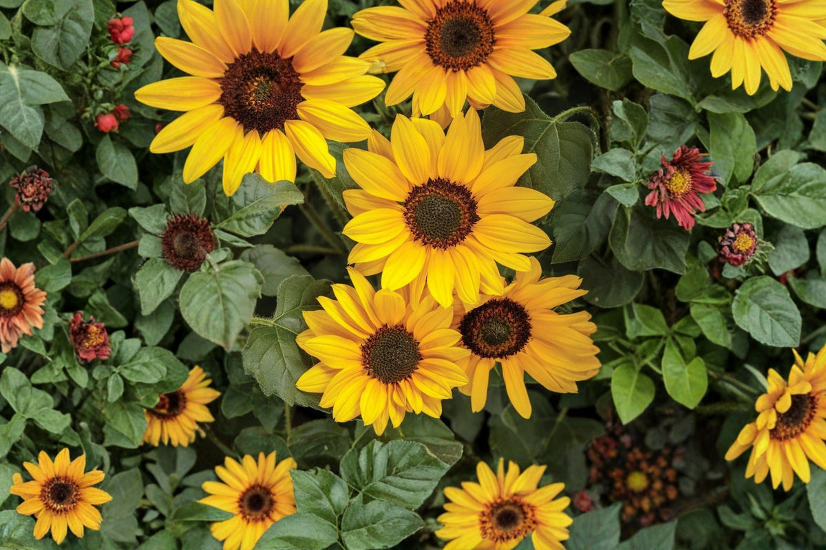 Colorful Sunflower Seed Mix for Gardens – Long Blooming, Sturdy Stems, Pollinator Friendly Helianthus annuus