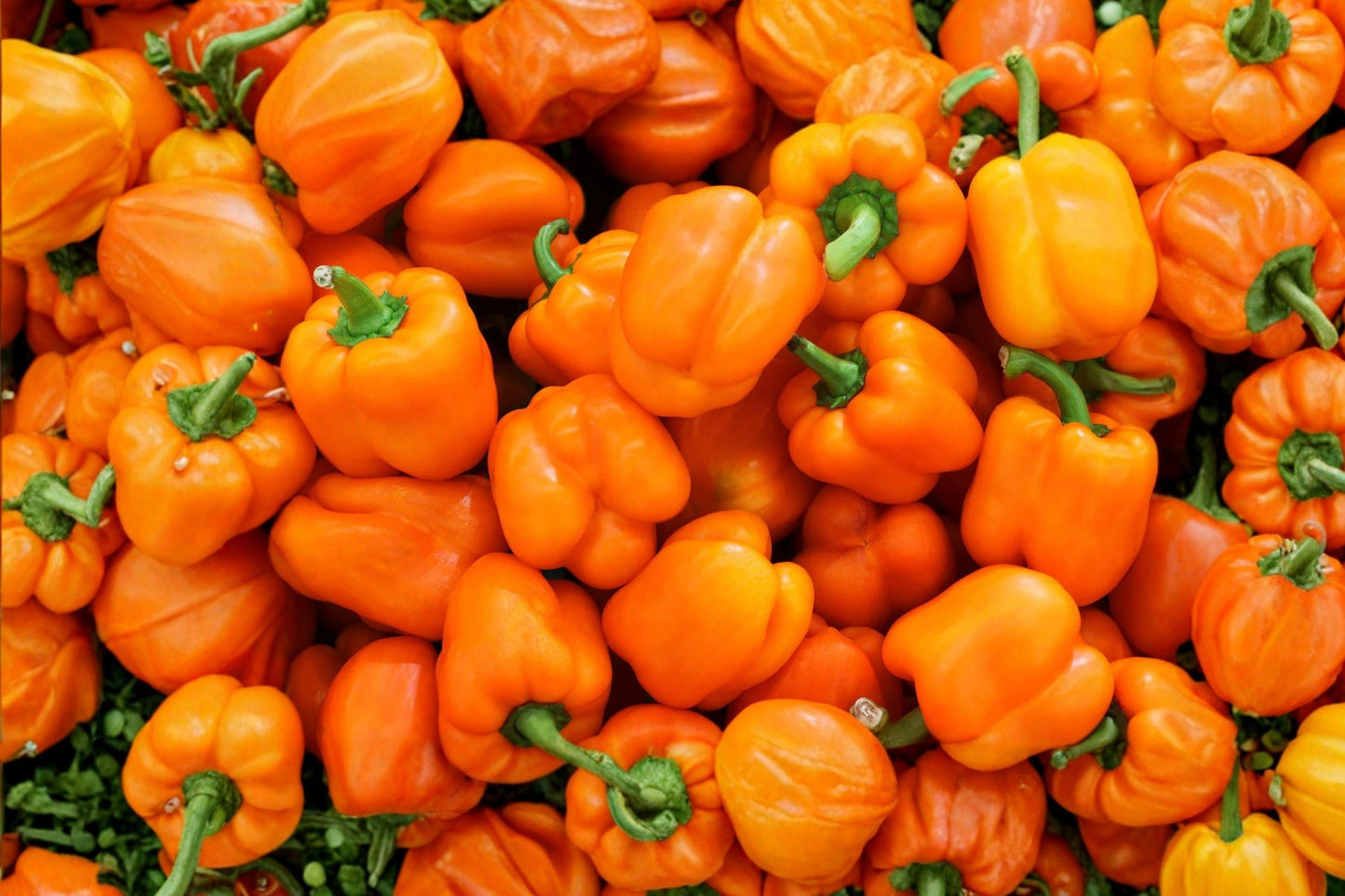 Orange Sun Sweet Bell Pepper Seeds - Heirloom, Non-GMO, High Yield, Sweet Flavor, Capsicum annuum