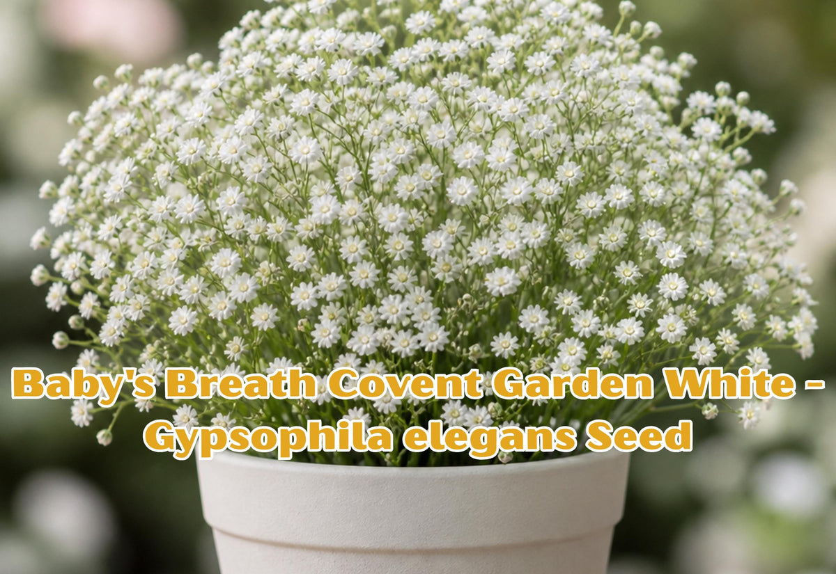 Baby's Breath Seeds Covent Garden White – Annual Flower, Cut Garden, Wedding Blooms, Gypsophila elegans, 100 Seeds
