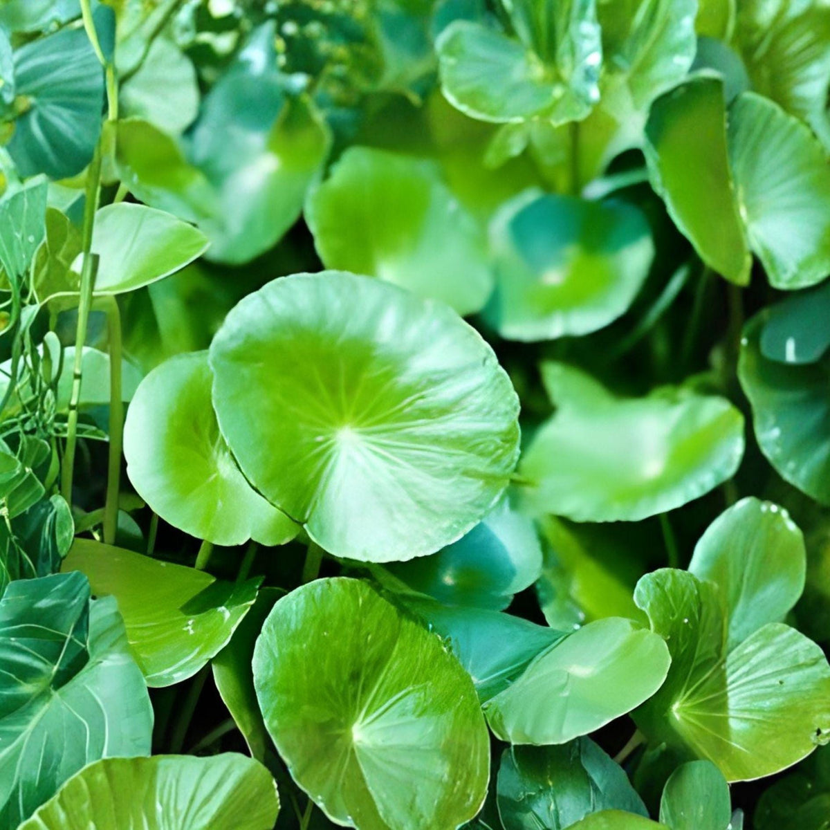 Gotu Kola Seeds 50 Pack – Centella asiatica Herb for Containers, Shaded Gardens, Moist Soil, Perennial Plant