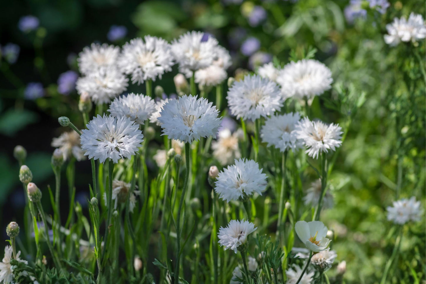 White Bachelor Button Seeds (50) | Cornflower, Drought Tolerant, Pollinator-Friendly, Cut Flower, Annual