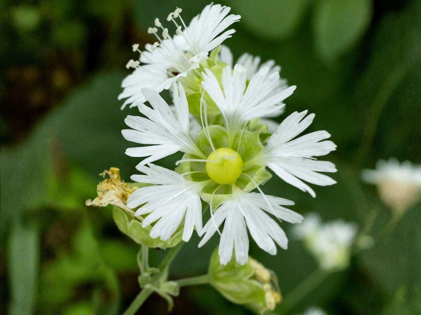 Silene stellata Seeds – Starry Campion Heirloom Non-GMO Native Wildflower for Shade Gardens, Woodland Landscaping
