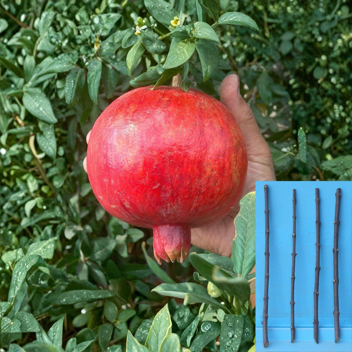 Pomegranate Cuttings 4-Pack Punica granatum ‘Wonderful’ Fruit Tree Propagation Unrooted