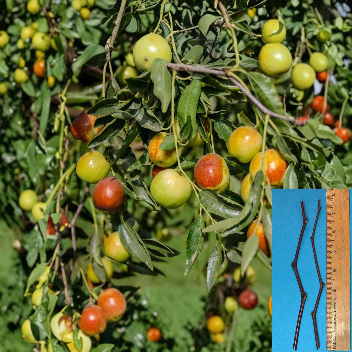 Honey Jar Jujube Cuttings – Unrooted Ziziphus jujuba Grafting Material, 8-Inch Fruit Tree Propagation