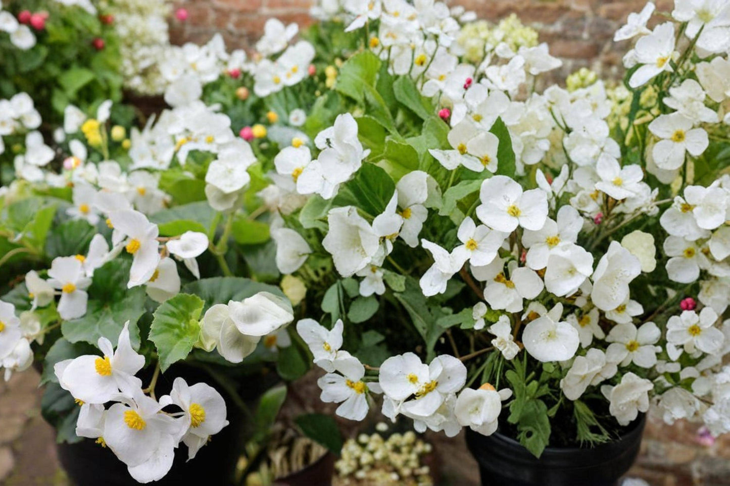 White Begonia Seeds – Begonia semperflorens, Compact Annual Flowering Plant with White Blooms & Dark Foliage