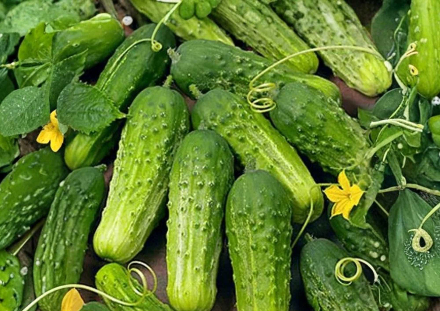 100+ Wisconsin SMR-58 Cucumber Seeds, Heirloom Non-GMO Pickling Vegetable Seeds for Garden, High Yield, Crisp Green Fruits