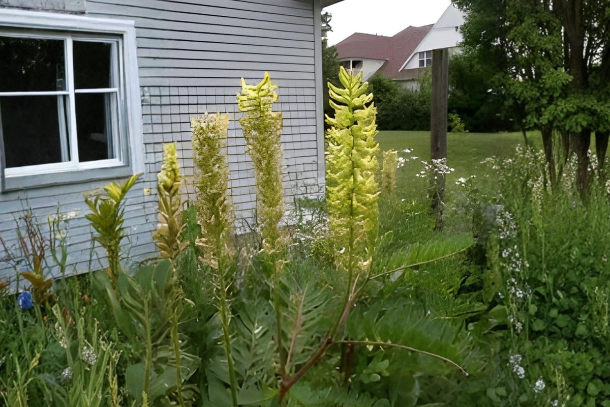 Canadian Milk Vetch Seeds (Astragalus canadensis) – Native Wildflower for Prairies & Meadows, Soil Improvement & Pollinator Support (50 Seeds)