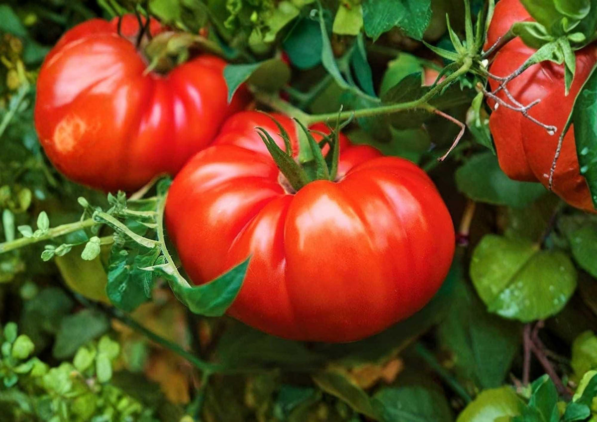 Beefsteak Tomato Seeds, Heirloom Large Red Slicing Vegetables, Solanum lycopersicum