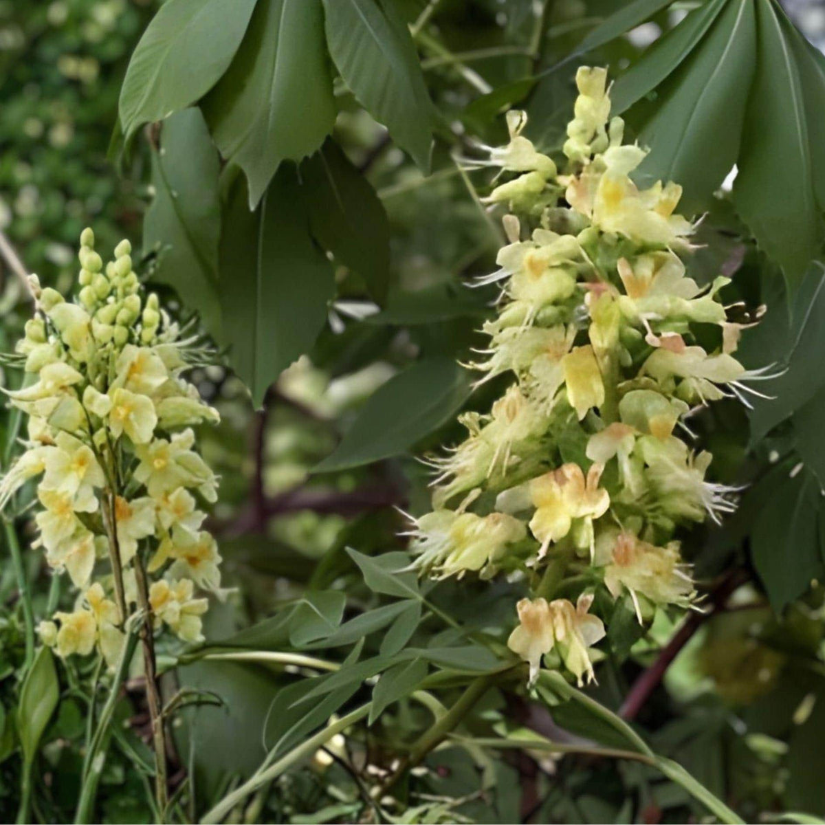 White Buckeye Tree Bare Root Plant | Aesculus | Ornamental Tree with White Flowers & Fall Foliage