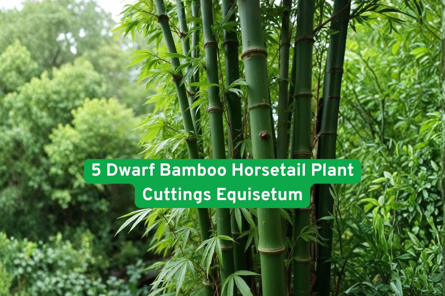 Dwarf Horsetail Plant Cuttings | Equisetum hyemale | Bamboo-like, Living Fossil, Moist Soil, Water Garden, Pond Plant
