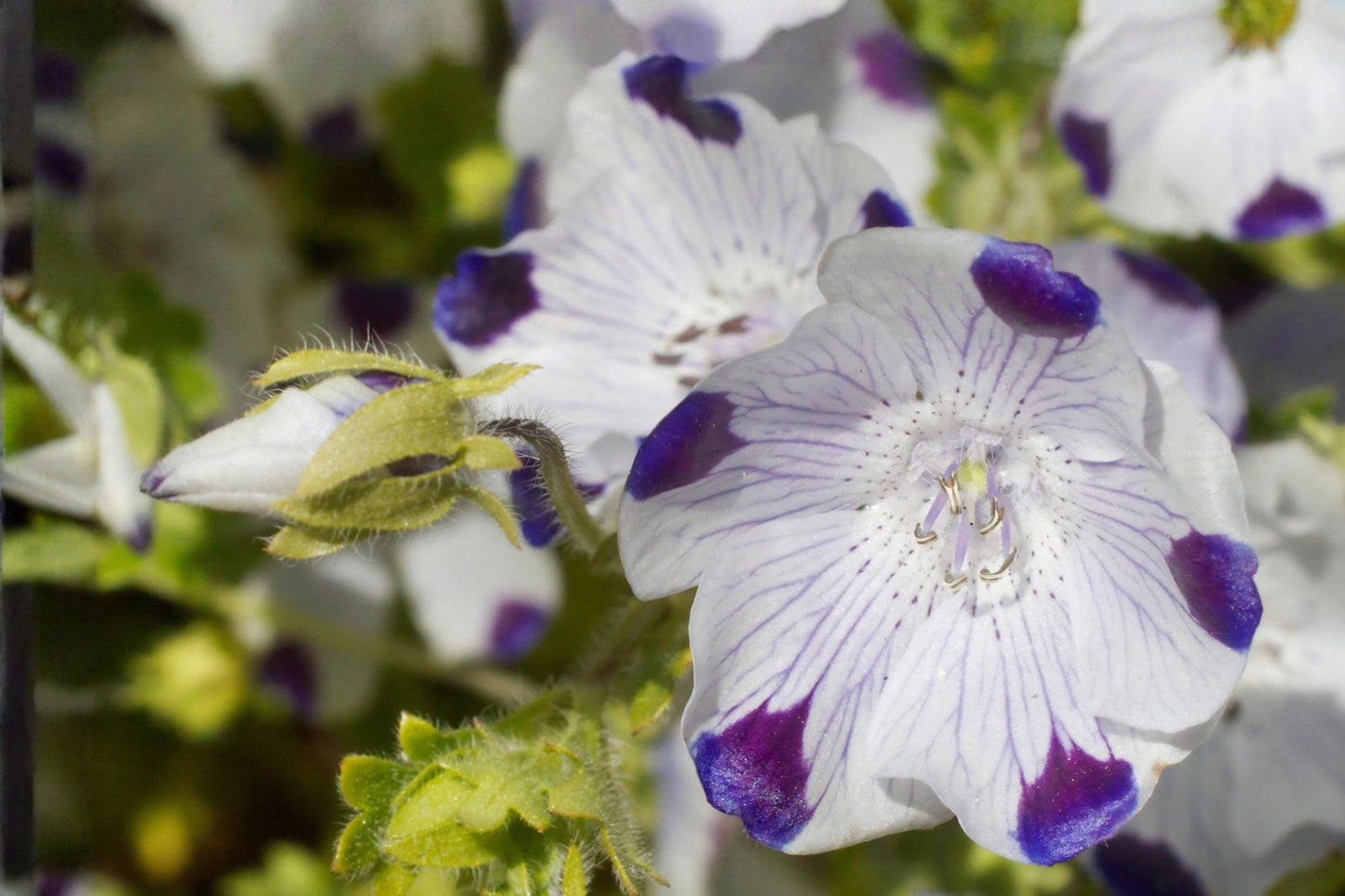 Five Spot Flower Seeds (Nemophila maculata) – Wildflower, Blue-Purple Spotted, Annual for Borders & Containers