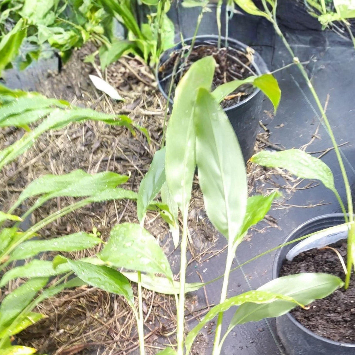 Thai Ginger Galangal Starter Plants – 6-8 Inch Rooted Live Plants for Garden or Container Cultivation