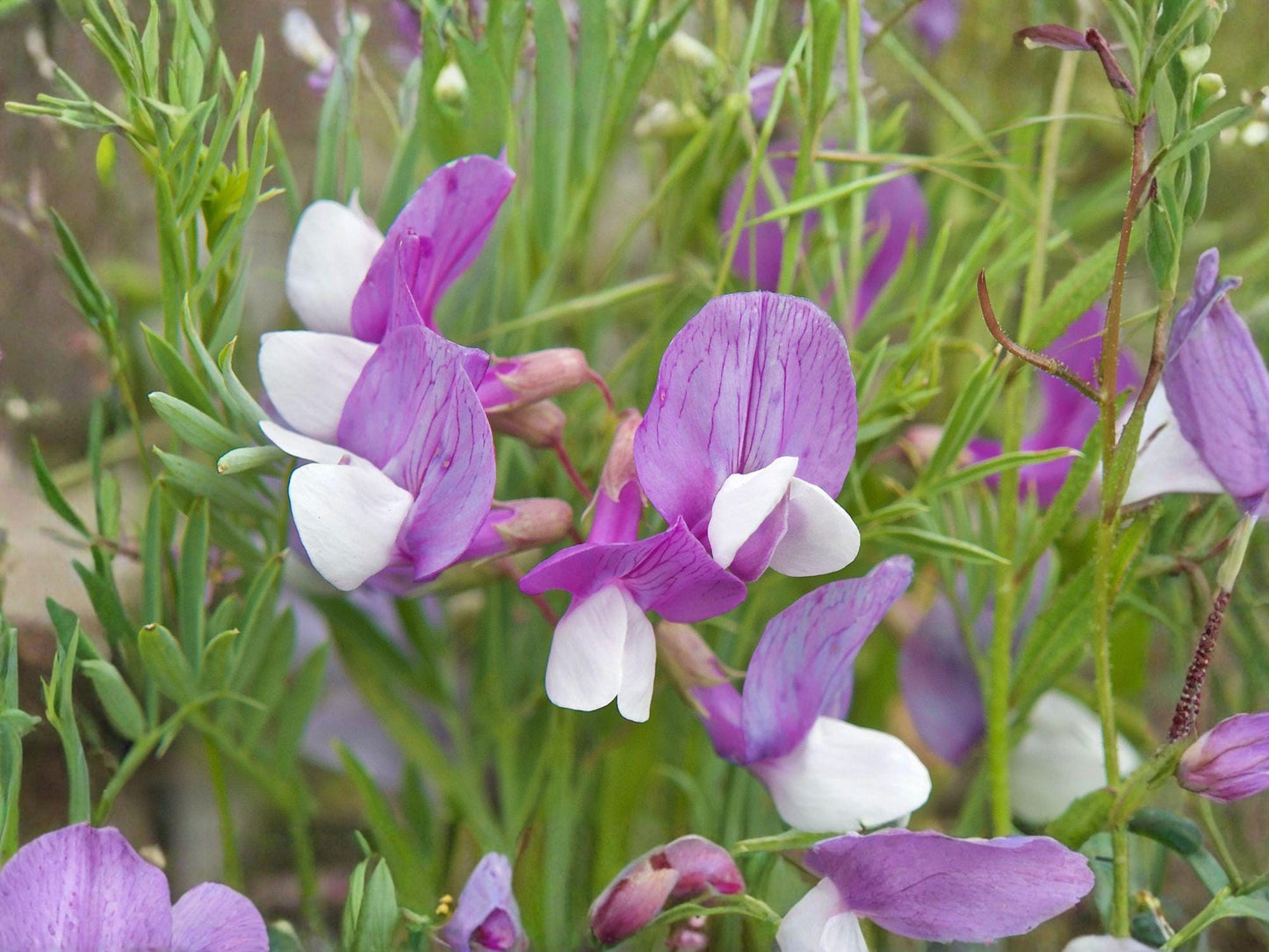 American Vetch Seeds | Vicia americana Flowering Vine | Purple to Violet Blooms | Climbing Perennial Plant