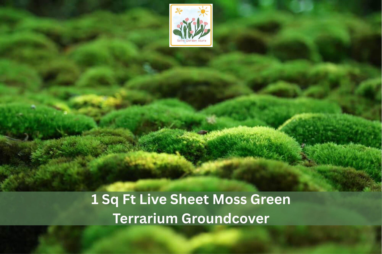 Live Sheet Moss Groundcover 1 sq ft Green Indoor Outdoor for Terrariums & Gardens, Natural Shade Plant