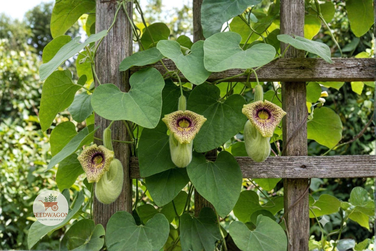 Wooly Dutchman’s Pipevine Seeds – Aristolochia tomentosa Native Climbing Vine for Pollinator Garden, Butterfly Host Plant, 10 Seeds