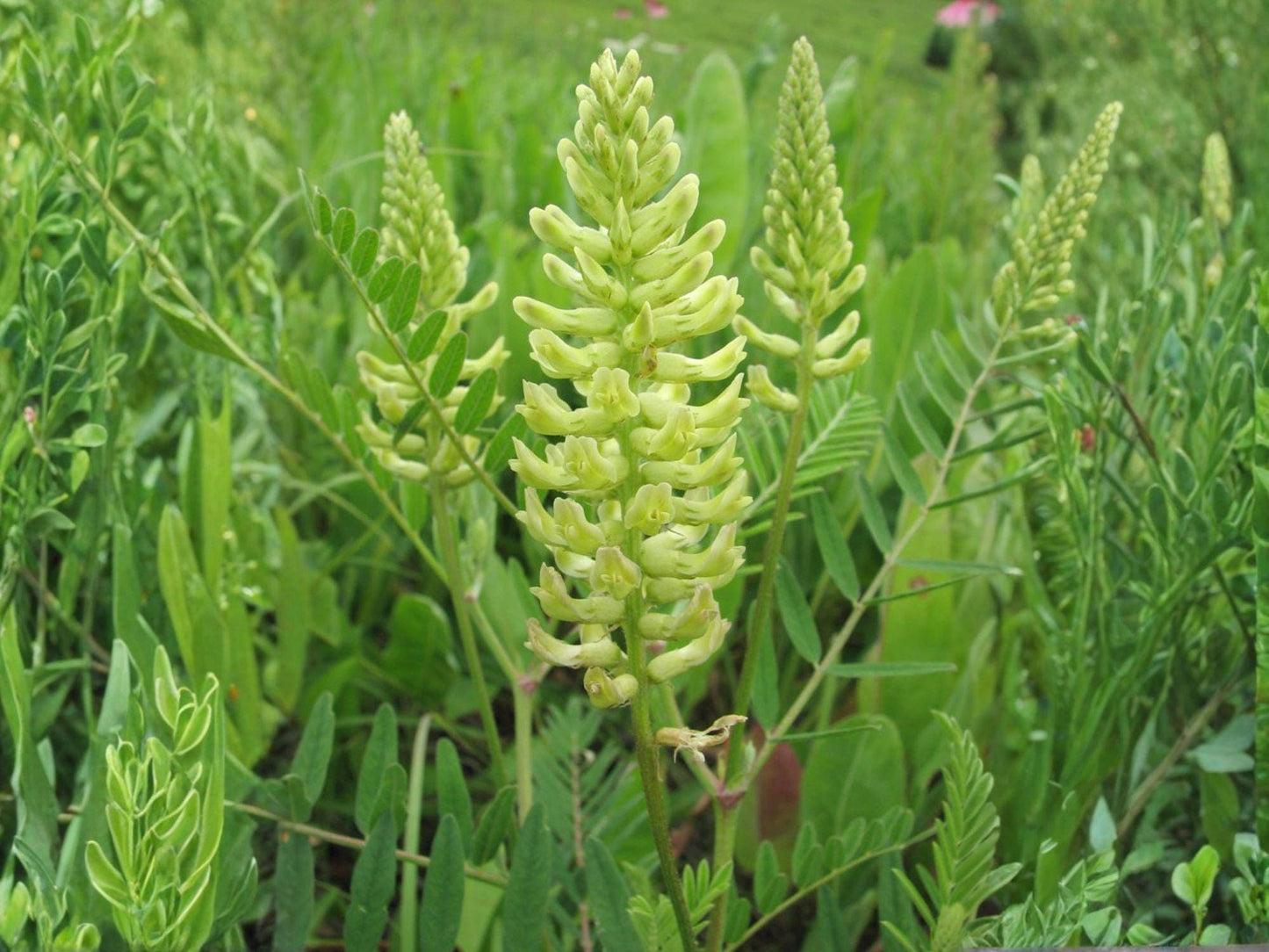 Astragalus canadensis Seeds – Native Wildflower, Canadian Milk Vetch, Heirloom, Non-GMO, Pollinator-Friendly Perennial Plant