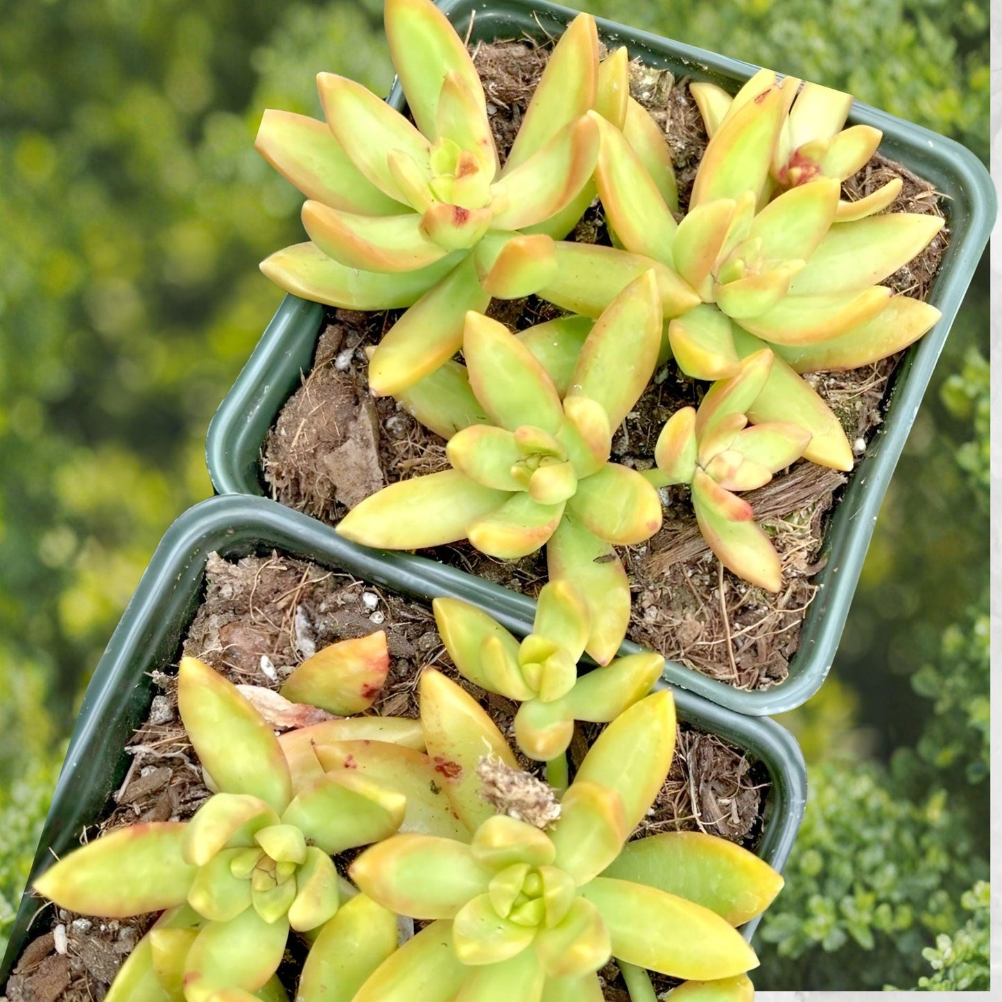 Sedum Adolphi Golden Glow Cuttings – 3 Live Succulent Plants, Easy Care Rosette Foliage, Drought Tolerant, Indoor & Outdoor Gardening
