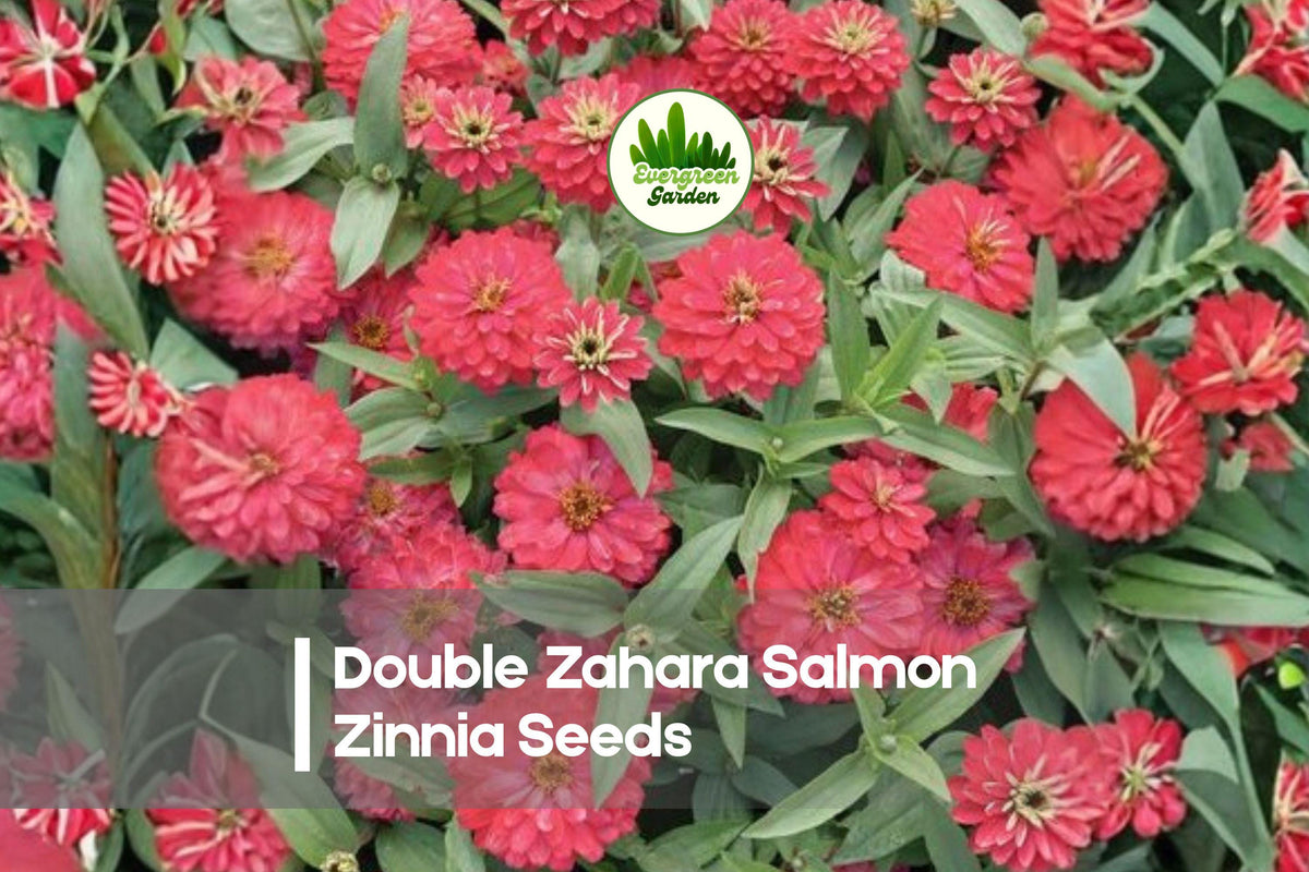 100 Double Zahara Salmon Zinnia Seeds – Bright Salmon-Peach Blooms, Easy-to-Grow Annual, Zinnia marylandica for Borders & Containers