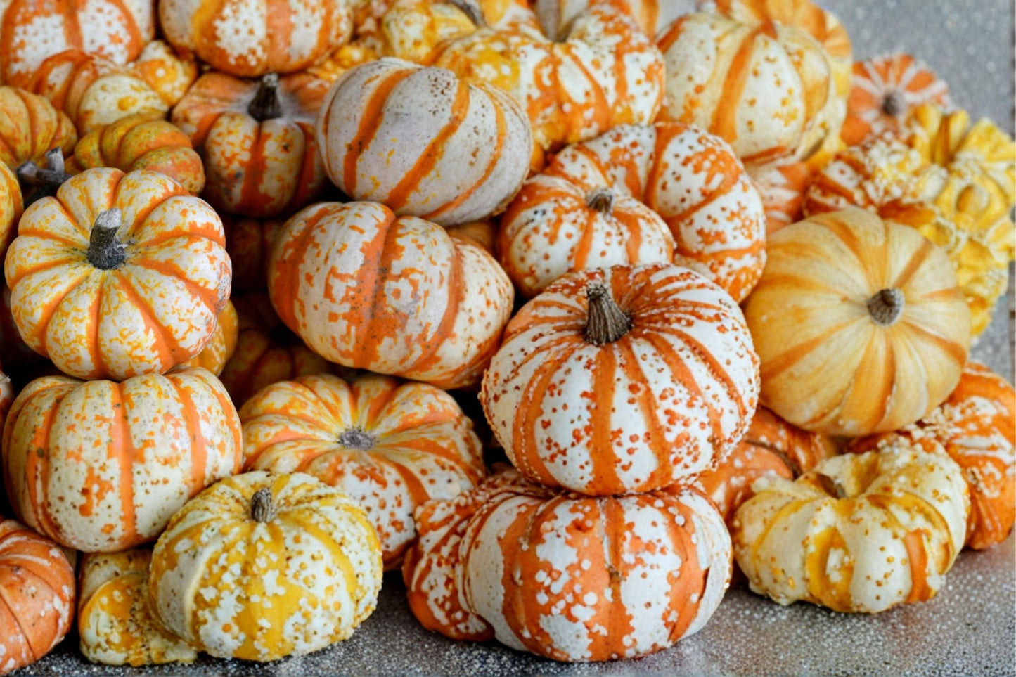 Striped Pumpkin Seeds – Cucurbita pepo ‘One Too Many’ White & Red Veined Ornamental Pumpkin Seed