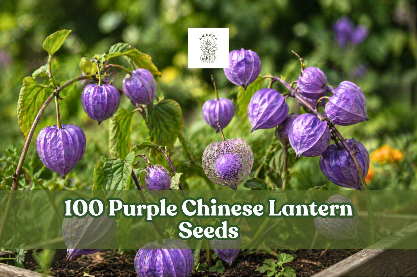 Purple Chinese Lantern Seeds – 100 Pack, Physalis alkekengi, Unique Lantern-Shaped Pods, Perennial, Bright Purple Color, Easy to Grow