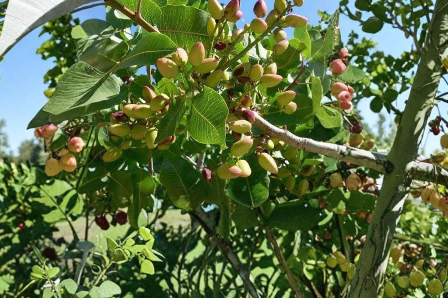 Pistachio Tree Seeds – Pistacia vera – Edible Nut Tree for Dry Climates – Full Sun, Well-Drained Soil
