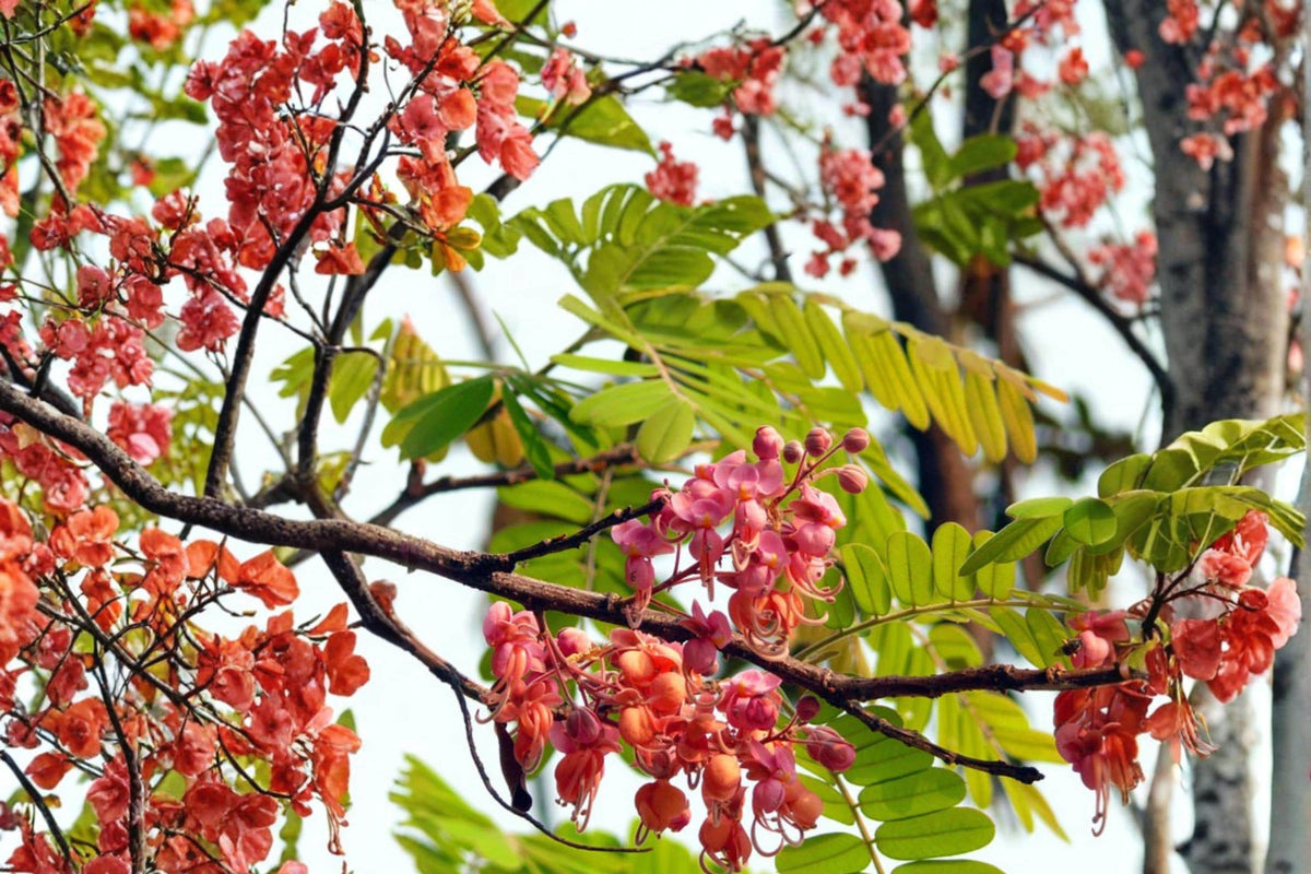 Pink Shower Tree Seeds – Cassia grandis Tropical Flowering Tree with Pink Cascading Blooms, Ornamental Landscape Plant