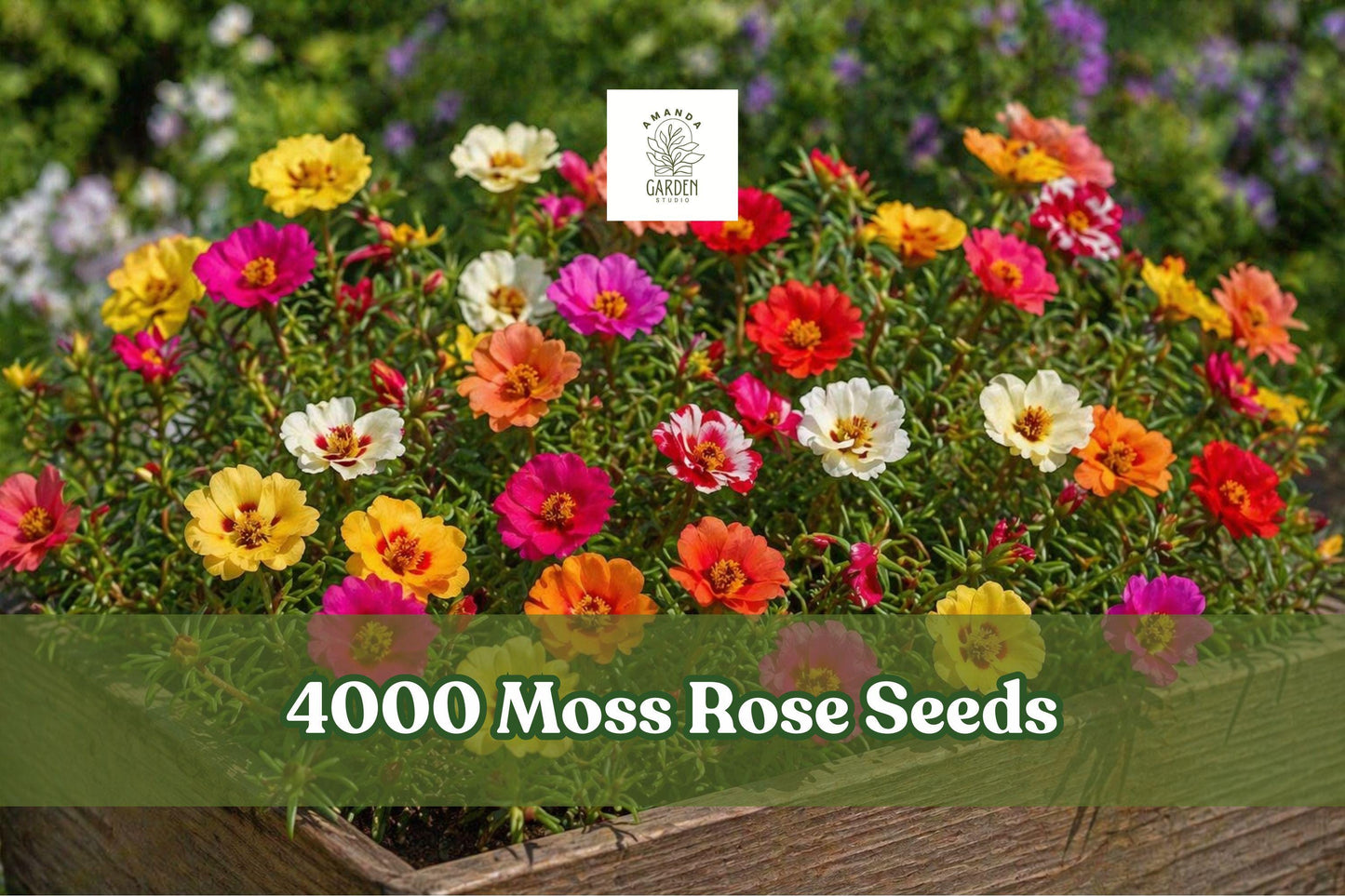 Moss Rose Seeds, Portulaca grandiflora, Double Bloom Groundcover, Mixed Colors, 4000+ Seeds for Sunny Gardens & Containers