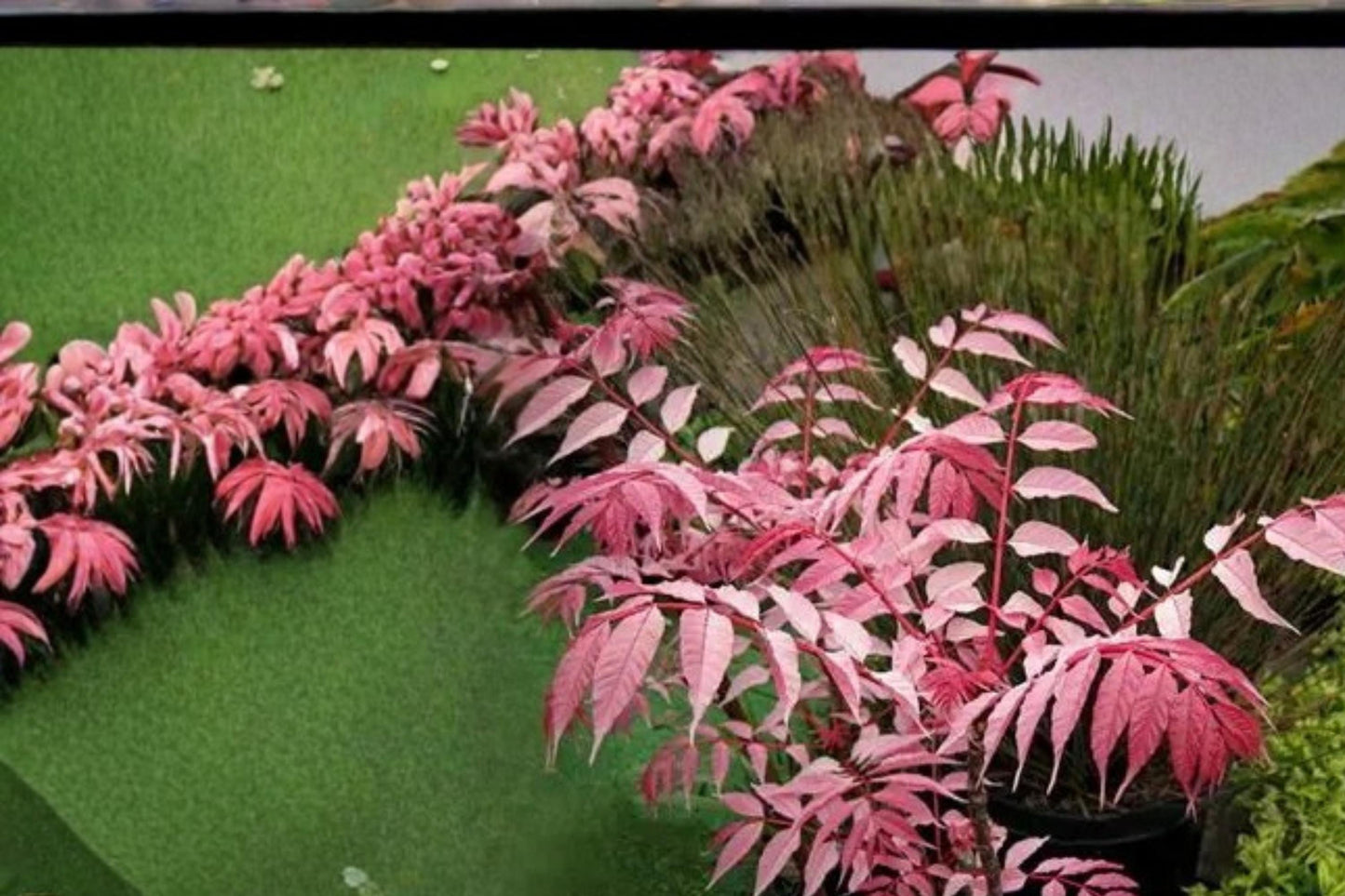 Chinese Toon Tree Seeds – Toona sinensis, Edible Foliage Ornamental Landscape Tree, Pink New Growth