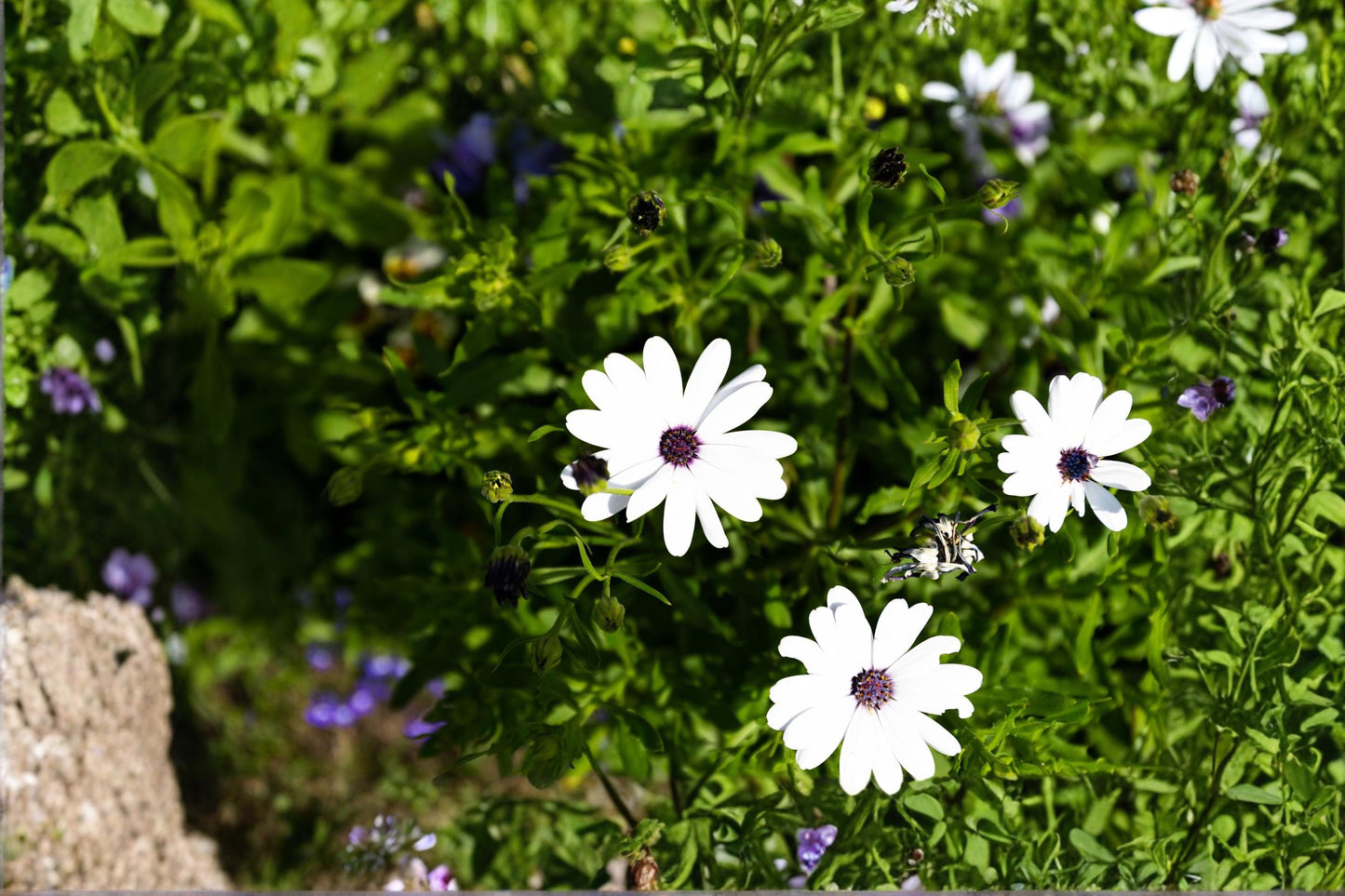 White Cape Daisy Seeds, Osteospermum ecklonis, Bright White Flowering Annual for Borders & Containers